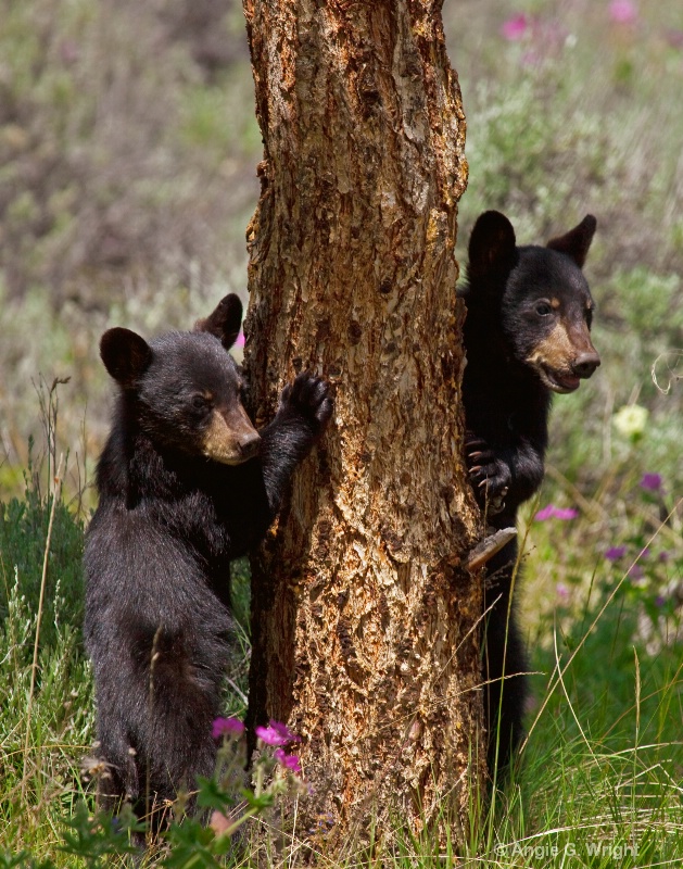 Twin bear cubs 2