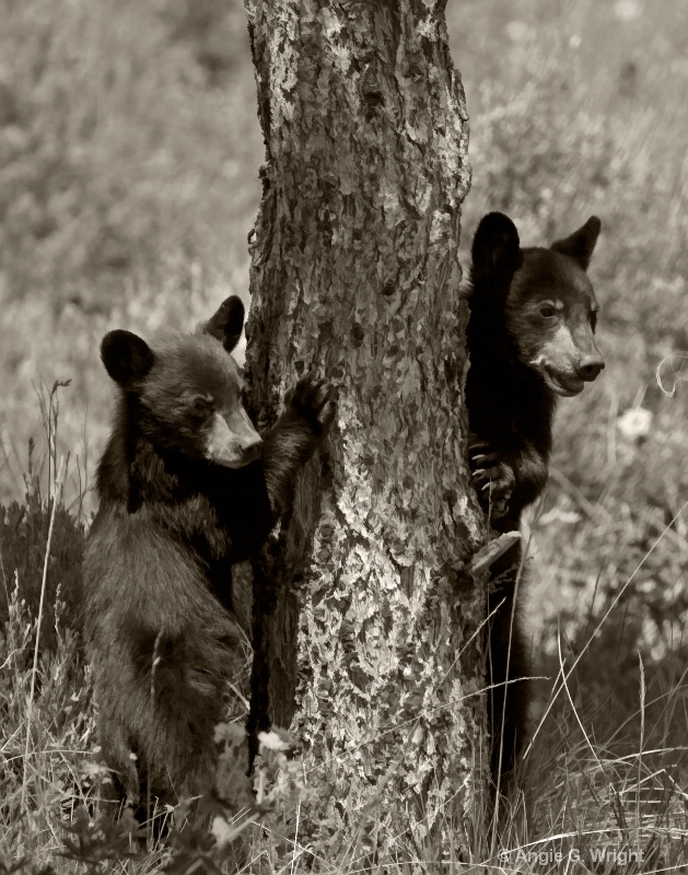 Black bear cubs monochrome