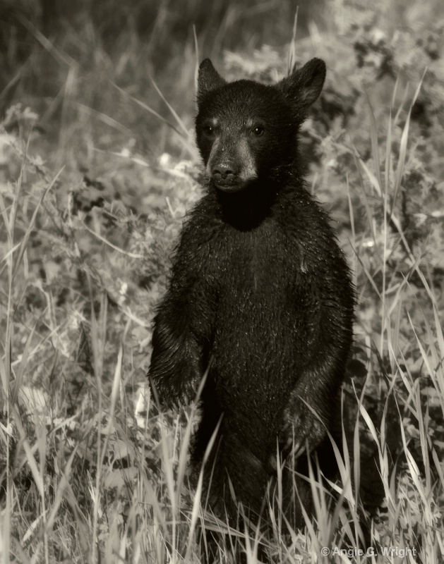 Black bear cub monochrome