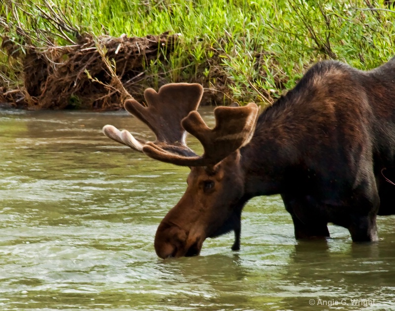 Moose taking a drink
