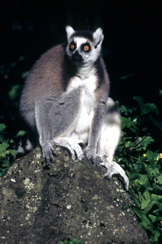 Lemur at Auckland Zoo