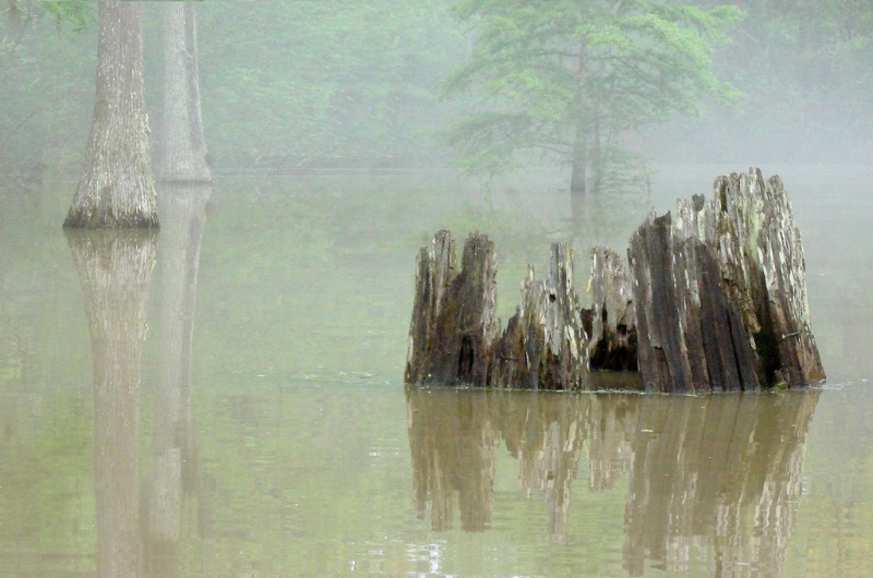 Swamp Mist
