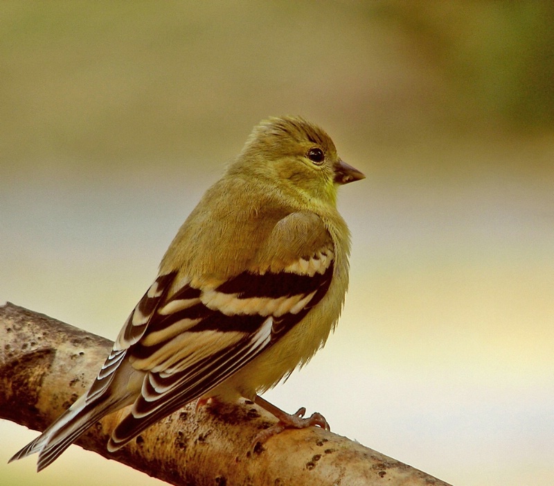 American Goldfinch fledgling