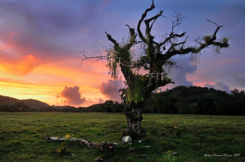 Old Tree and Sunset al Yunque