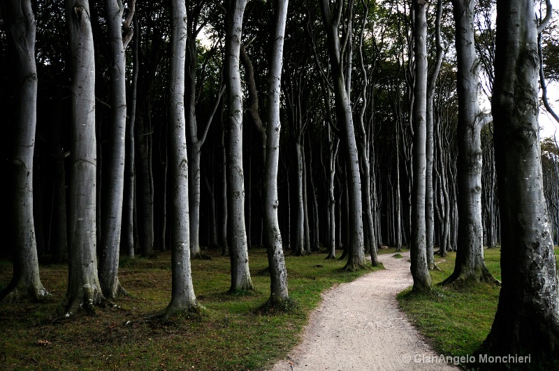 Path in the forest