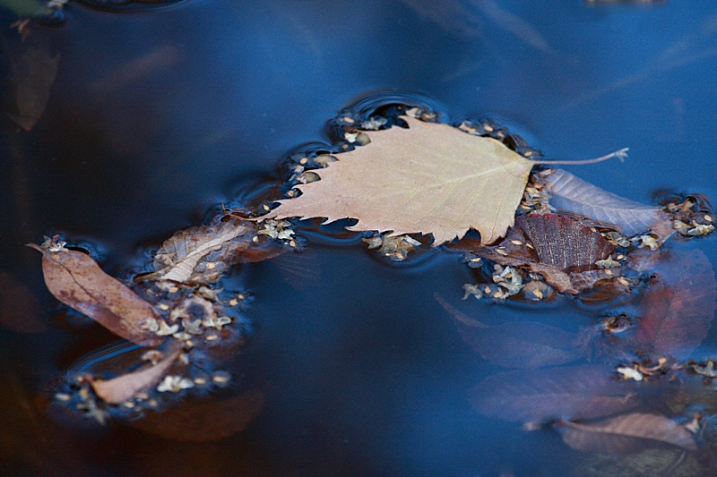 Fallen leaves in a blue nap