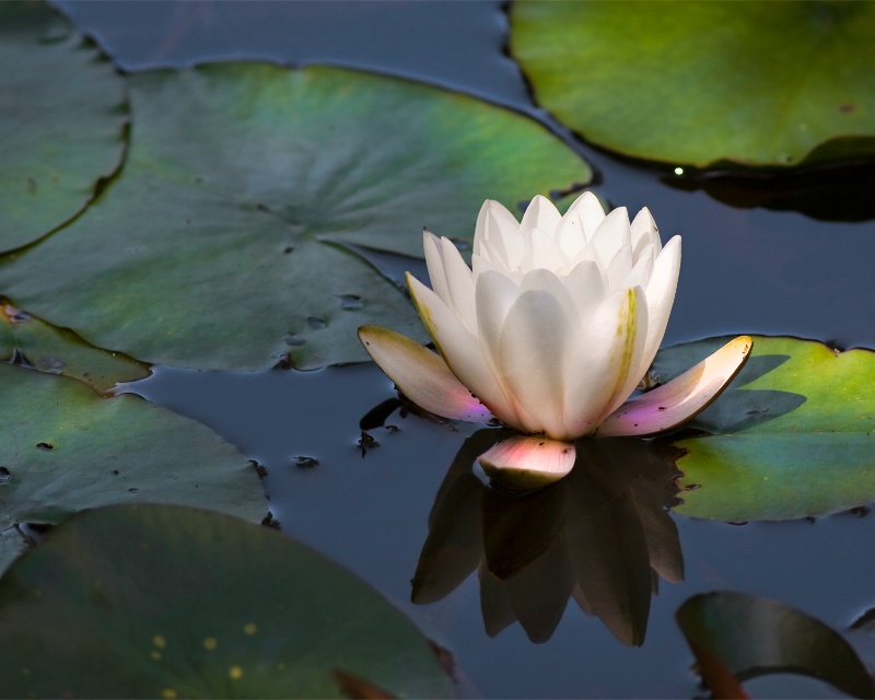 Waterlily