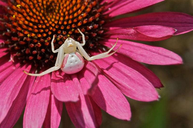 Crab on a Cone