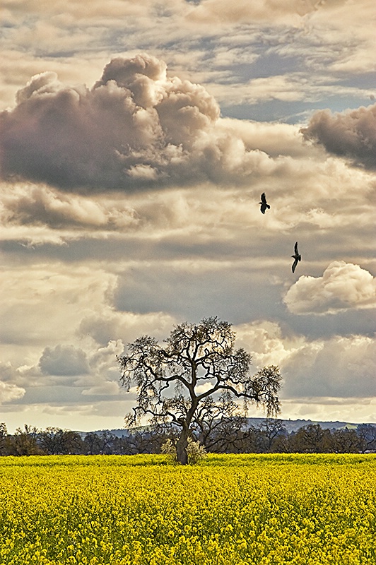 Sonoma Spring 