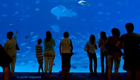 Whale Shark Watchers