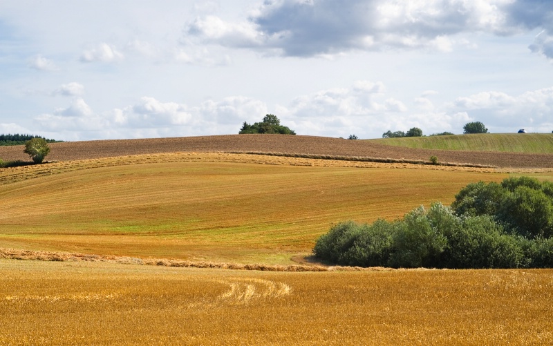 August Fields