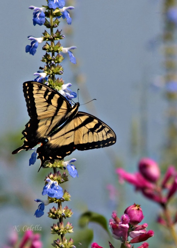 Tiger Swallowtail in the Garden