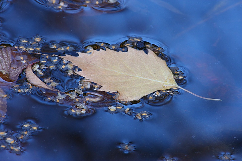 Birch leaf constellation  