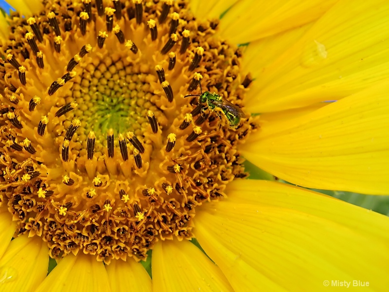 SUNFLOWER