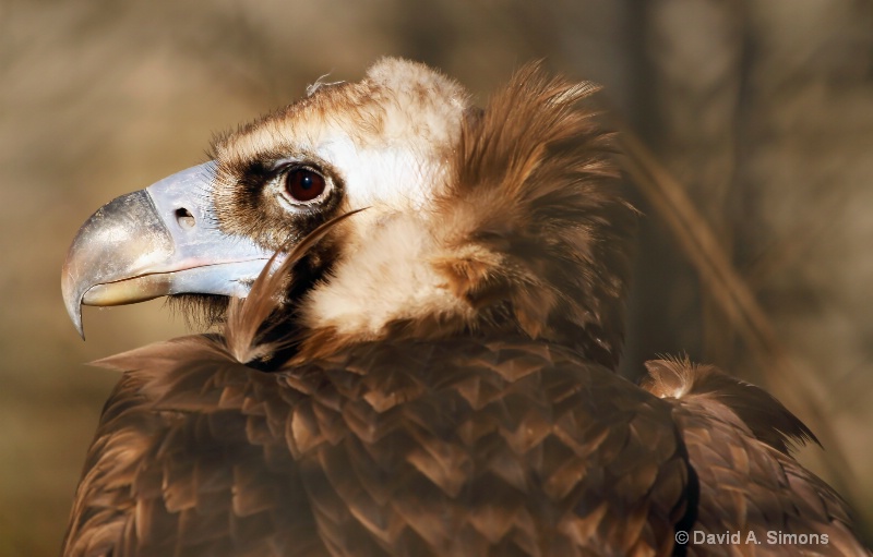Cinereous/Eurasian Black Vulture