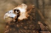 Cinereous/Eurasia...