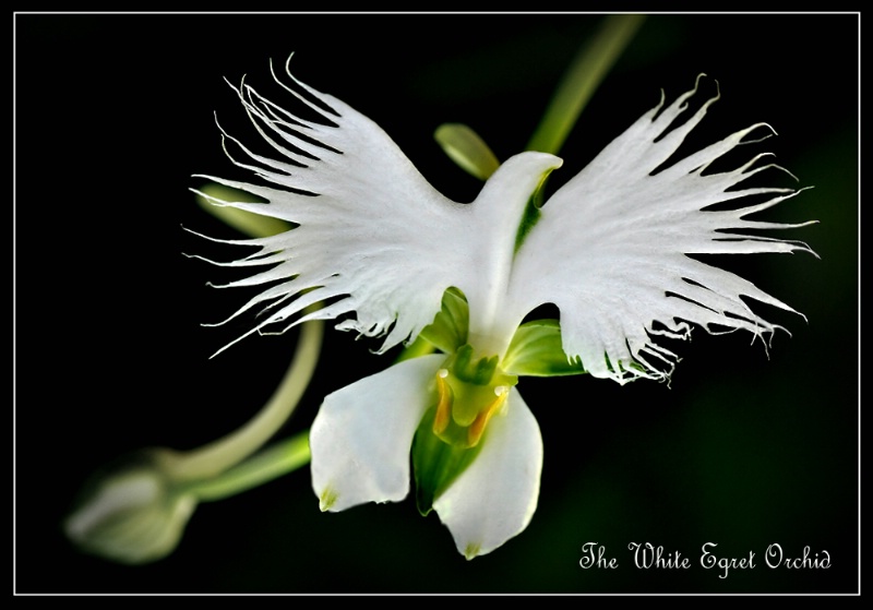 The White Egret Orchid 