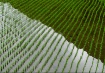 Rice Lines and Sh...