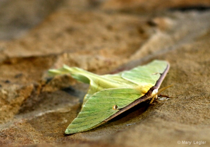 Luna Moth