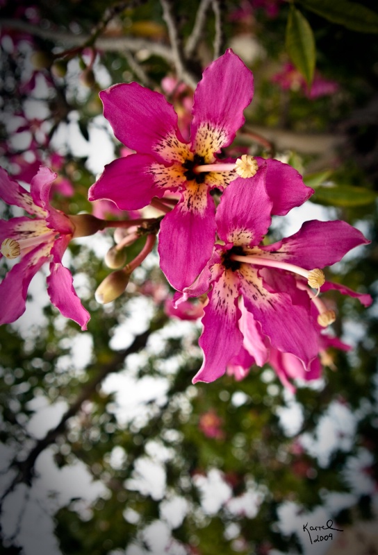 Orchid Tree blossoms