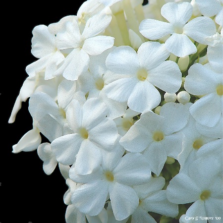 White Phlox Petals in Soft Light