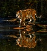 Tiger Walk
