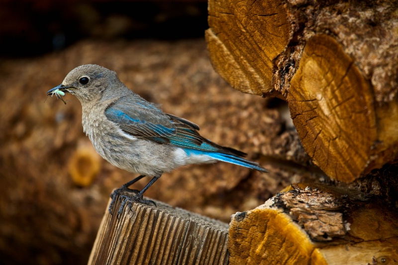 Nevada State Bird- Female Mountain Bluebird