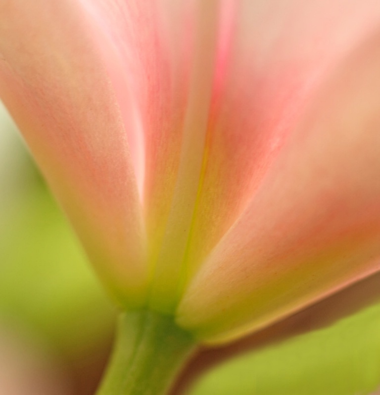 Pink Lily