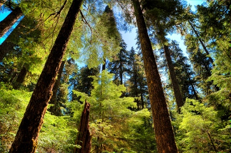 Hall of the Old Growth Forest