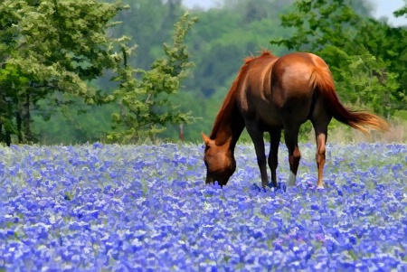 Flower Power and Horse Power