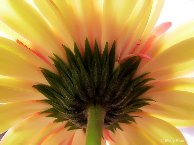 Gerber Daisy