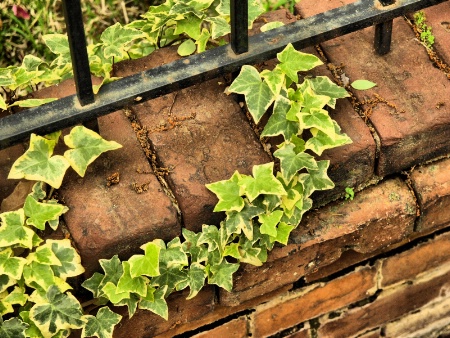 Ivy on Brick