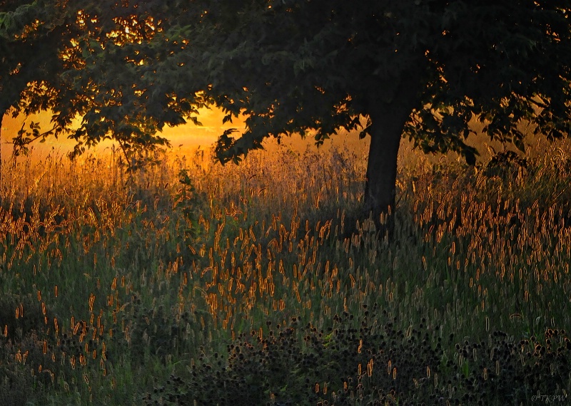 Pastoral