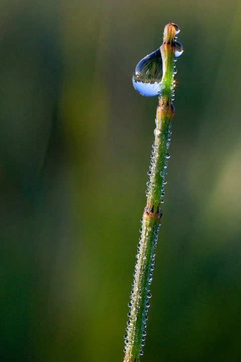 The Dew Drops of Summer