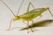 Tree Cricket