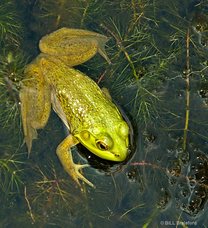 img7