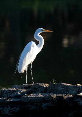 Egret in the Early Morning Light