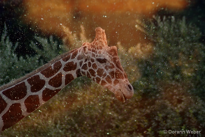 Sunset, Rain, Giraffe