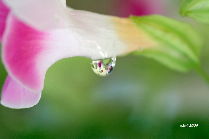 Crying Flower
