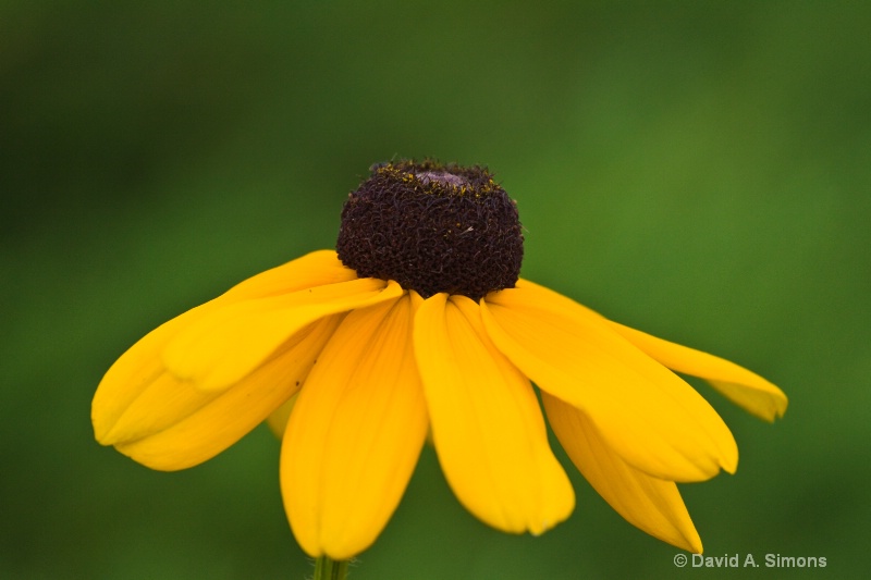 Brown Eyed Susan