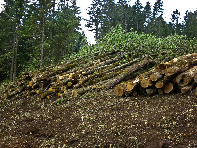 Log Sorting, Logging-Oregon - ID: 8862313 © Denny E. Barnes