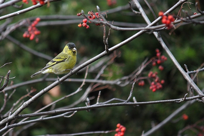 Black chinned siskin and rowan fruits