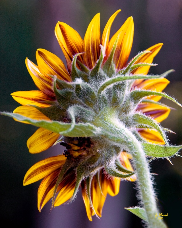 Blazing Sunflower