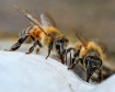 Wanna BEE Partner...