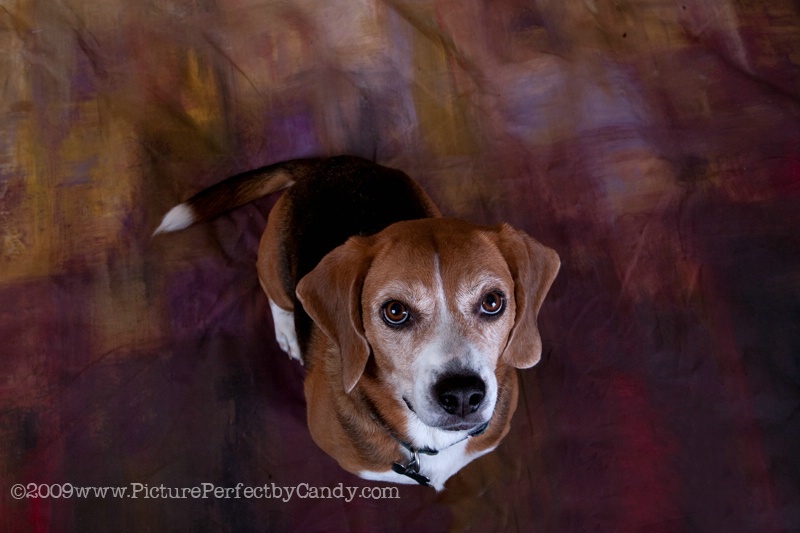 Bailey the Beagle
