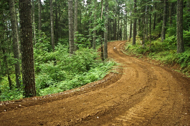 New Road to Logging Area, Oregon - ID: 8867883 © Denny E. Barnes
