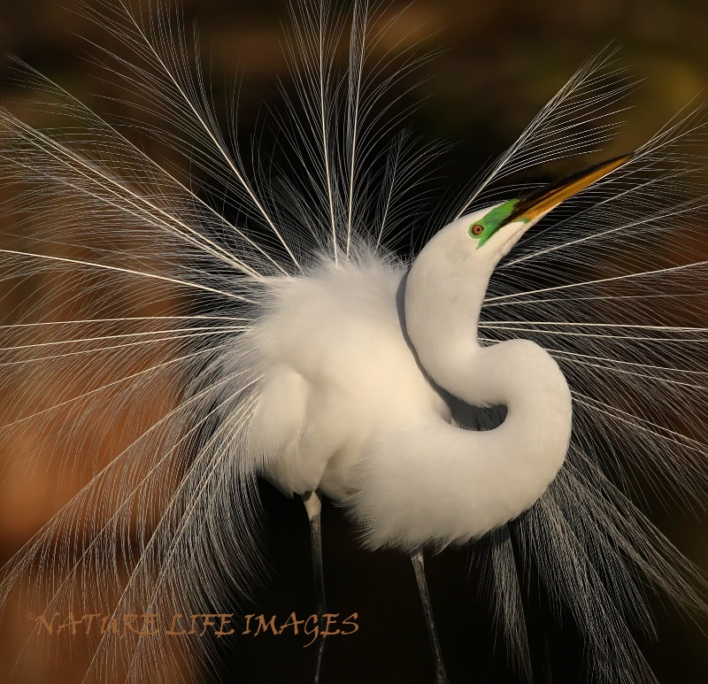 Egret Portrait