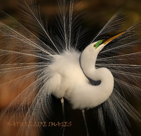 Egret Portrait