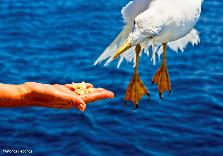 feeding the seagulls #2