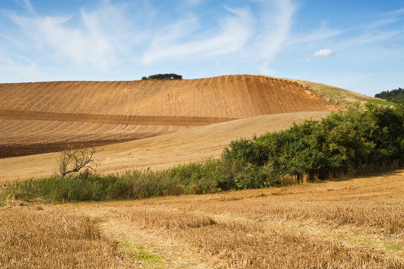 August Fields II